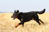 BEAUCERON 485